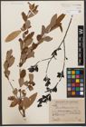 Foto von Salix wilsonii Seemen